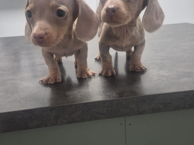 Adorable miniature Dachshund puppies in Dublin