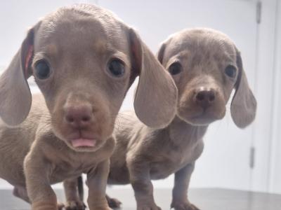 Adorable miniature Dachshund puppies in Dublin