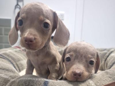 Adorable miniature Dachshund puppies in Dublin
