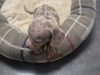 Adorable miniature Dachshund puppies in Dublin