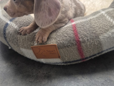 Adorable miniature Dachshund puppies in Dublin