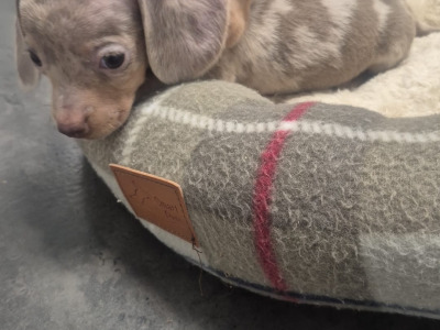 Adorable miniature Dachshund puppies in Dublin
