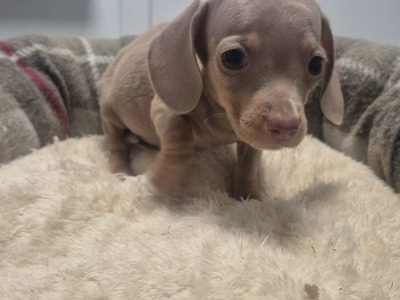Adorable miniature Dachshund puppies in Dublin