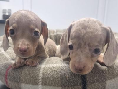 Adorable miniature Dachshund puppies in Dublin