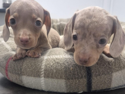 Adorable miniature Dachshund puppies in Dublin