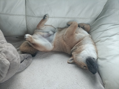 ❤️ Aki is a male Shiba Inu puppy in Wexford