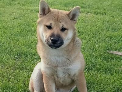 ❤️ Aki is a male Shiba Inu puppy in Wexford