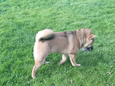 ❤️ Aki is a male Shiba Inu puppy in Wexford