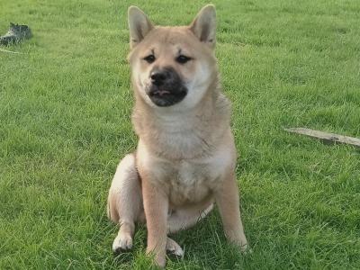 ❤️ Aki is a male Shiba Inu puppy in Wexford