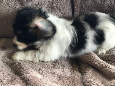 Only one cute little male Cavachon puppy left in Limerick ☺️
