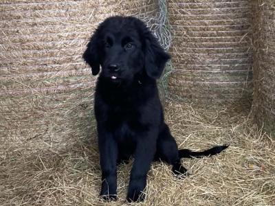 Beautiful gentle Newfoundland puppies in Longford