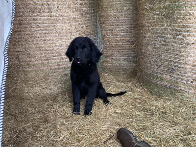 Beautiful gentle Newfoundland puppies