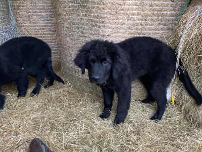 Beautiful gentle Newfoundland puppies in Longford