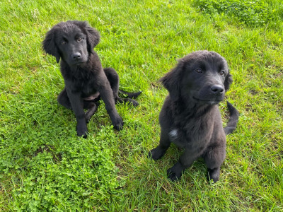 Beautiful gentle Newfoundland puppies in Longford