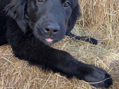 Beautiful gentle Newfoundland puppies in Longford