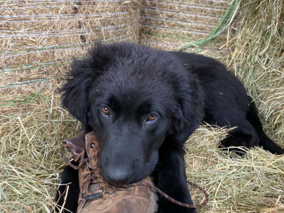Beautiful gentle Newfoundland puppies in Longford