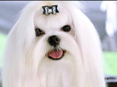 IKC Registered (pending) female Maltese puppy in Dublin  €1700