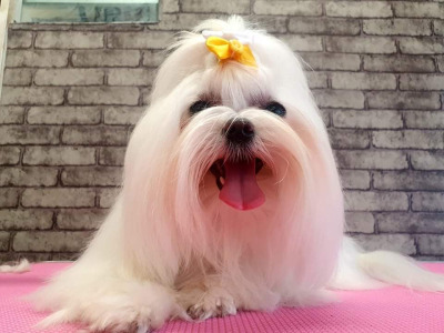 IKC Registered (pending) female Maltese puppy in Dublin  €1700