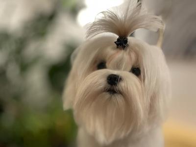 IKC Registered (pending) female Maltese puppy in Dublin  €1700