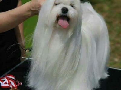 IKC Registered (pending) female Maltese puppy in Dublin  €1700