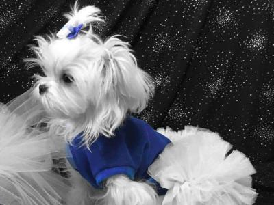 IKC Registered (pending) female Maltese puppy in Dublin  €1700