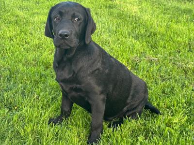 IKC Registered black male Labrador puppy 4 months old in Tipperary