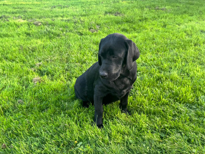IKC Registered black male Labrador puppy 4 months old in Tipperary