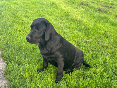 IKC Registered black male Labrador puppy 4 months old in Tipperary