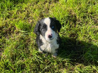1 male Bernese Mountain Dog x Labrador puppy in Kilkenny