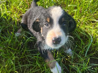 1 male Bernese Mountain Dog x Labrador puppy in Kilkenny