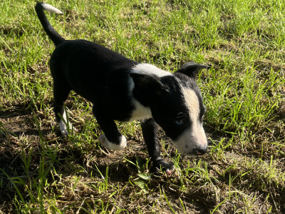 1 male Bernese Mountain Dog x Labrador puppy in Kilkenny