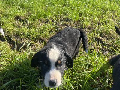 1 male Bernese Mountain Dog x Labrador puppy in Kilkenny