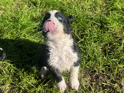 1 male Bernese Mountain Dog x Labrador puppy in Kilkenny