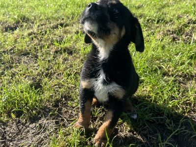 1 male Bernese Mountain Dog x Labrador puppy in Kilkenny
