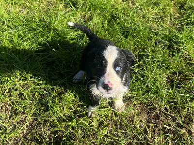 1 male Bernese Mountain Dog x Labrador puppy in Kilkenny