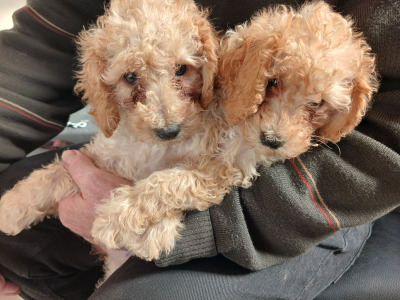 Poodle puppies in Cork