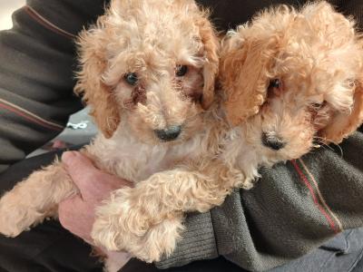 Poodle puppies in Cork