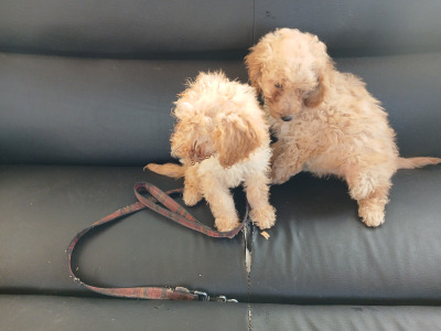 Poodle puppies in Cork
