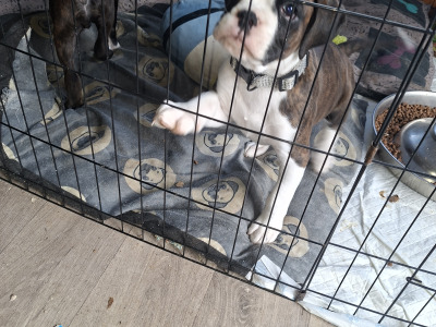 Beautiful Family Reared Boxer puppies IKC Registered (pending) in Westmeath