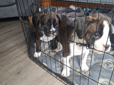 Beautiful Family Reared Boxer puppies IKC Registered (pending) in Westmeath