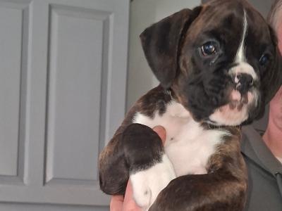 Beautiful Family Reared Boxer puppies IKC Registered (pending) in Westmeath