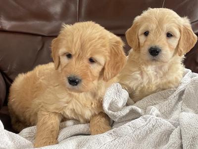 Smashing Goldendoodle puppies in Wexford