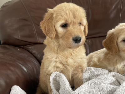 Smashing Goldendoodle puppies in Wexford
