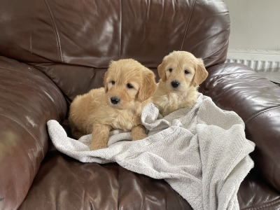 Smashing Goldendoodle puppies in Wexford