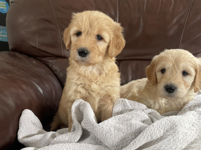 Smashing Goldendoodle puppies in Wexford