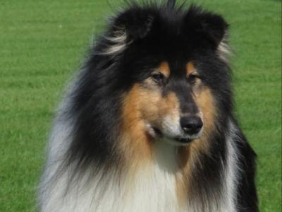 IKC Registered Rough Collie at stud