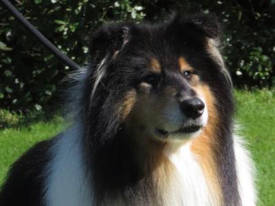 IKC Registered Rough Collie at stud
