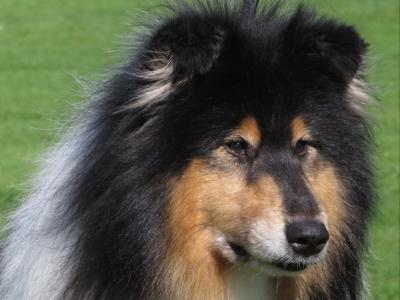 IKC Registered Rough Collie at stud