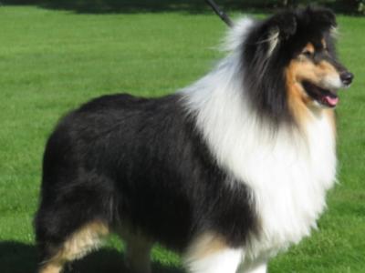 IKC Registered Rough Collie at stud