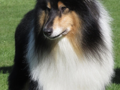 IKC Registered Rough Collie at stud